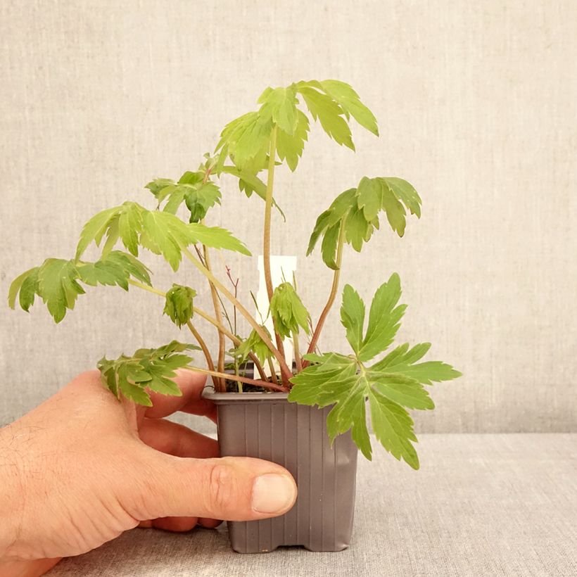 Hydrophyllum virginianum - Virginia Waterleaf 8/9 cm pot sample as delivered in spring