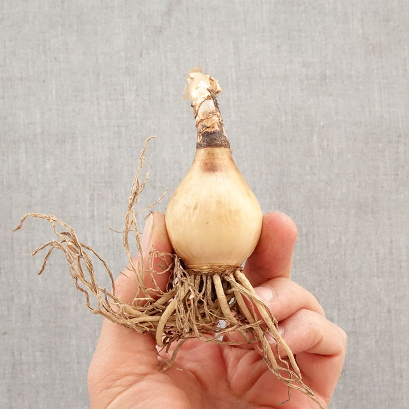 Hymenocallis harrisiana - Spider Lily Bulb size 14+ sample as delivered in spring