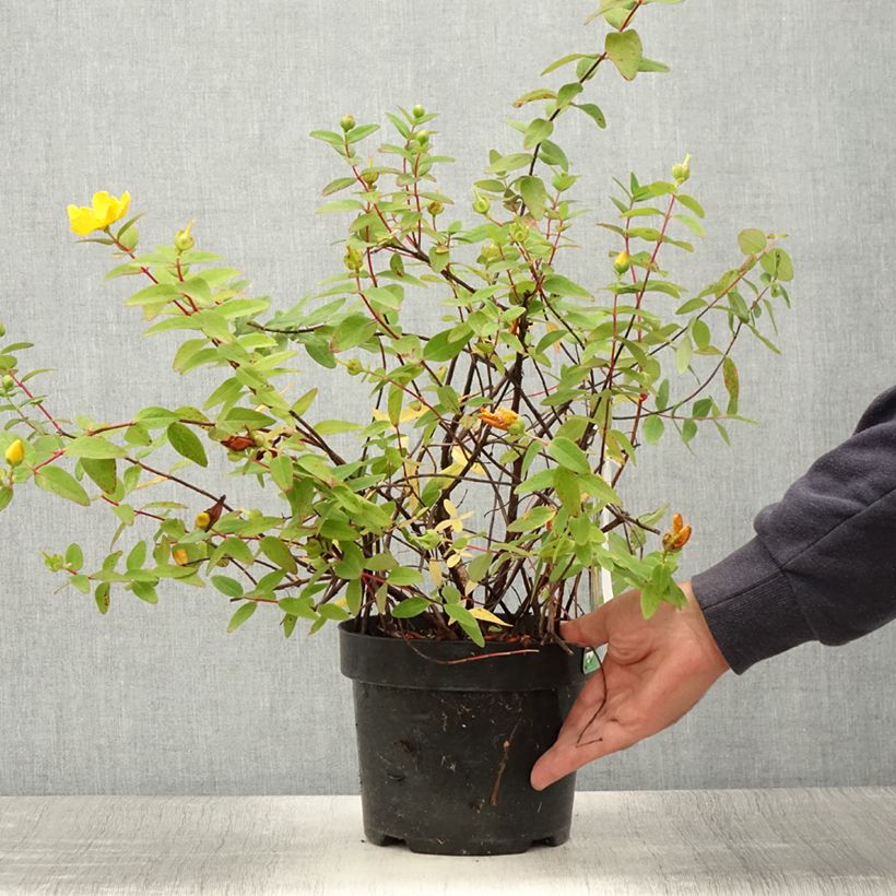 Hypericum x dummeri Peter Dummer - St. John's wort 3L/4L pot sample as delivered in summer