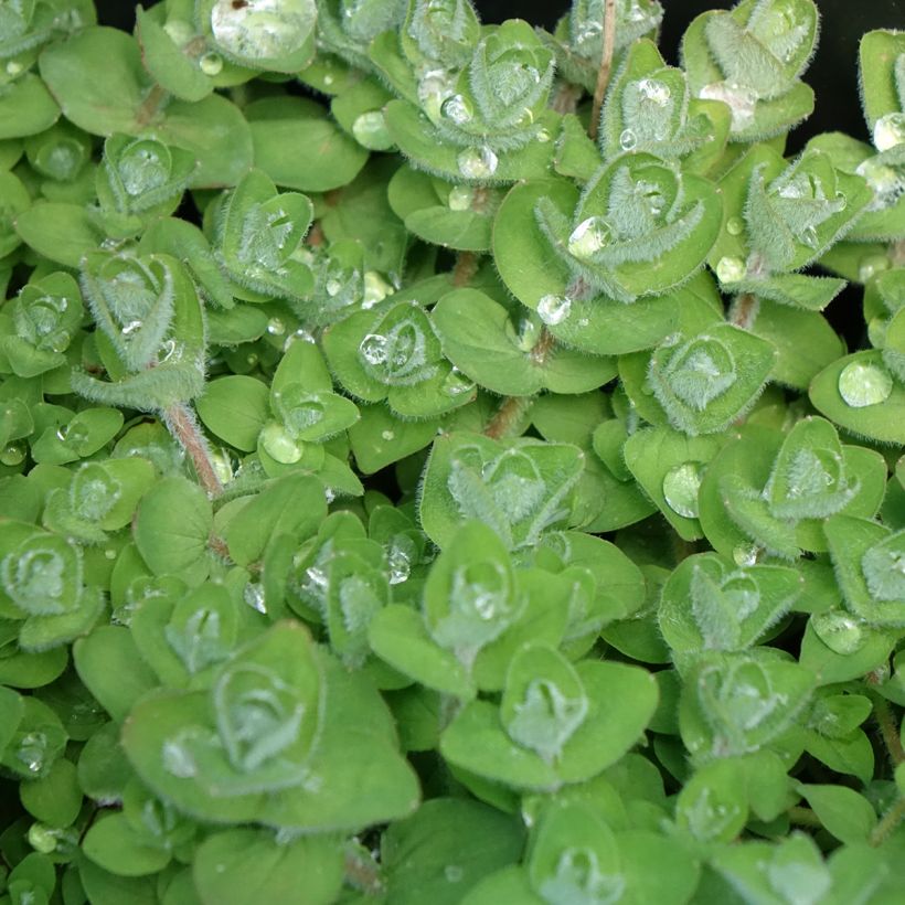Hypericum elodes  (Foliage)