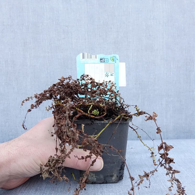 Hypericum elodes  8/9 cm pot sample as delivered in winter