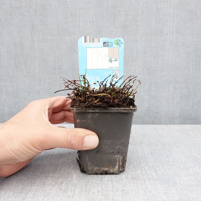 Hypericum elodes  8/9 cm pot sample as delivered in spring