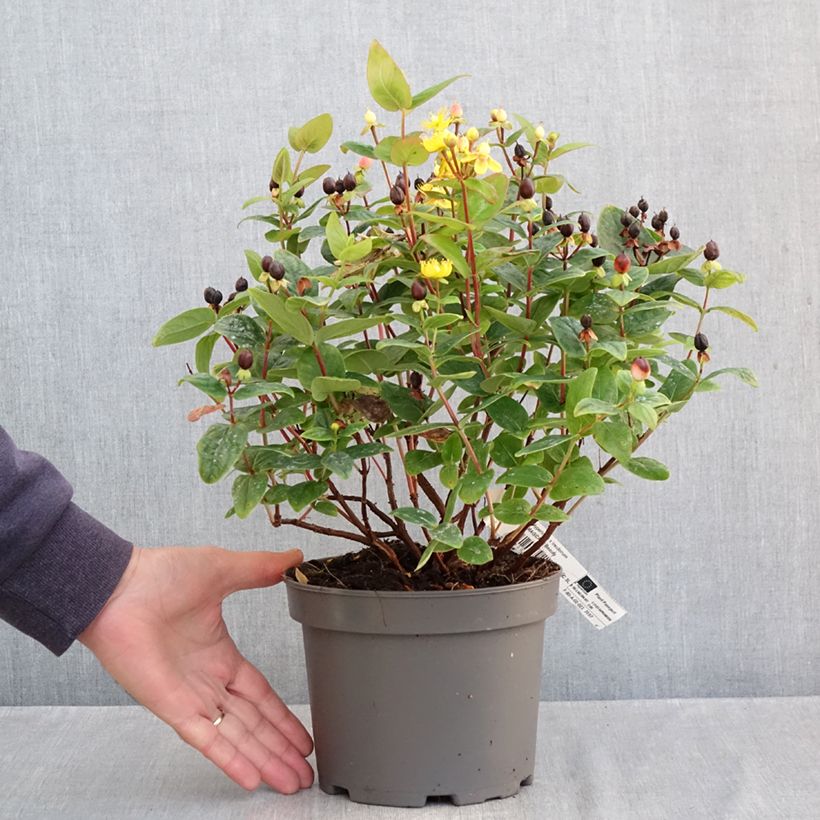 Hypericum inodorum Magical Beauty Kolmbeau 3L/4L pot sample as delivered in autumn