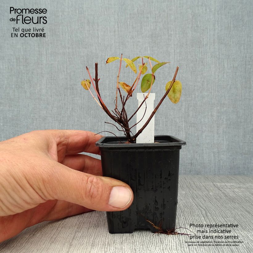 Hypericum Hidcote 8/9 cm pot sample as delivered in autumn