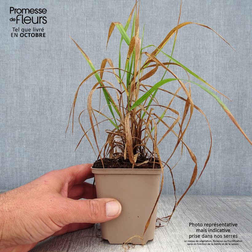 Hystrix patula 8/9 cm pot sample as delivered in autumn