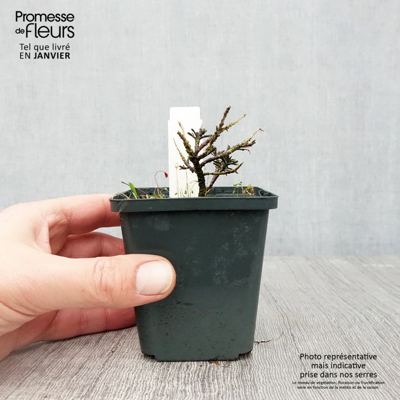 Iberis sempervirens Appen-Etz 8/9 cm pot sample as delivered in winter