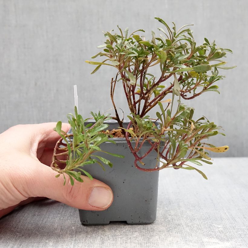 Iberis sempervirens First Flush™ Grace 8/9 cm pot sample as delivered in winter