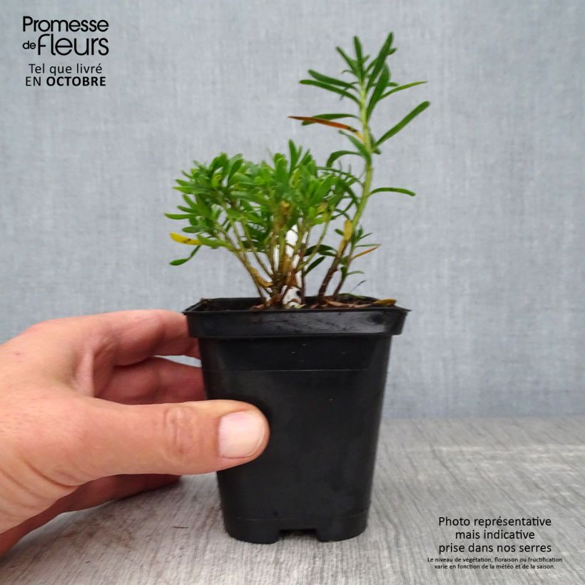 Iberis sempervirens Weisser Zwerg 8/9 cm pot sample as delivered in autumn
