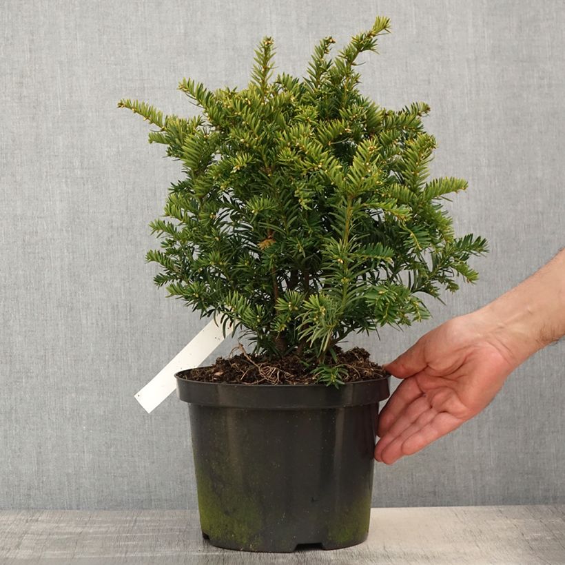 Taxus baccata Kupfergold - Yew 4L/5L pot sample as delivered in spring