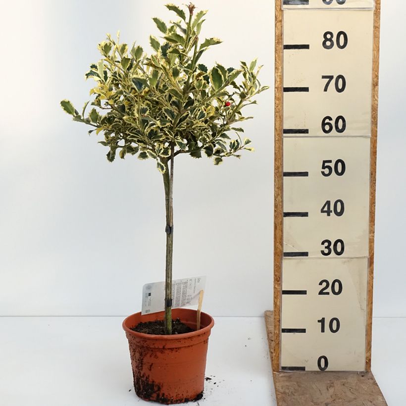 Ilex aquifolium Silver Queen - Common Holly 4L/5L pot, Standard sample as delivered in spring