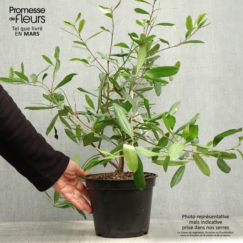 Ilex paraguariensis Garden2cup - Yerba Mate 3L/4L pot sample as delivered in spring