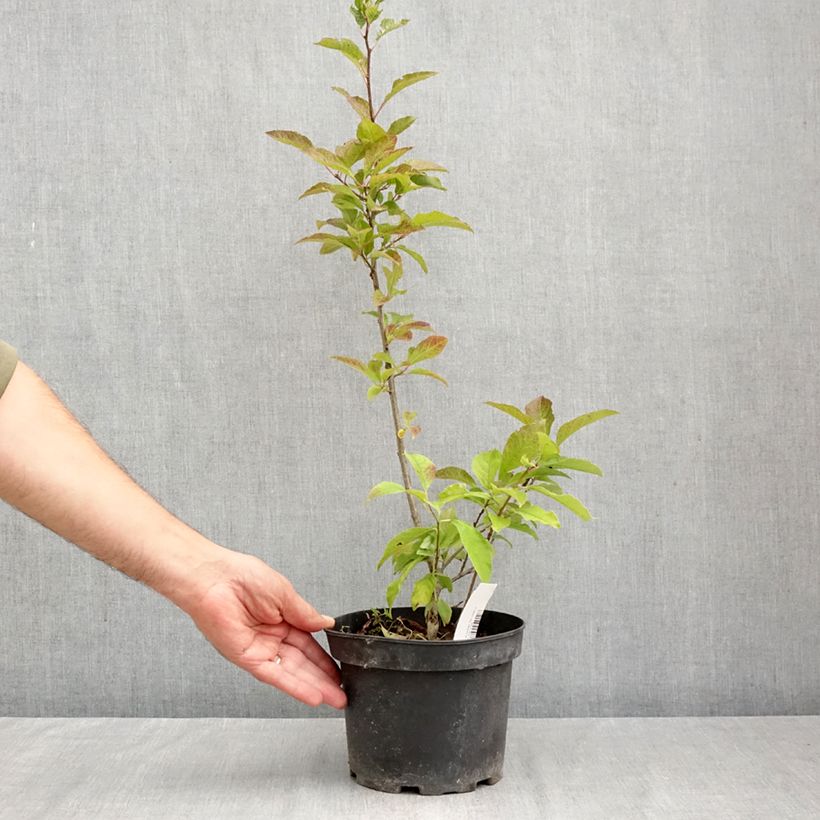 Ilex verticillata  3L/4L pot sample as delivered in autumn