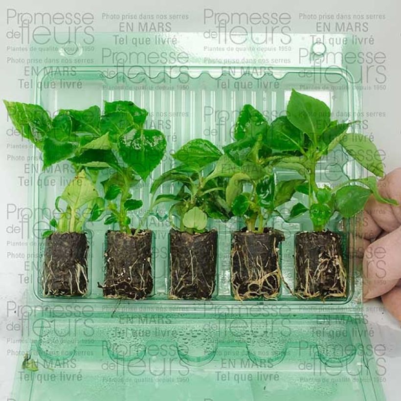 Example of Impatiens walleriana Double Salmon - Busy Lizzie Plug plant 3/4cm specimen as delivered