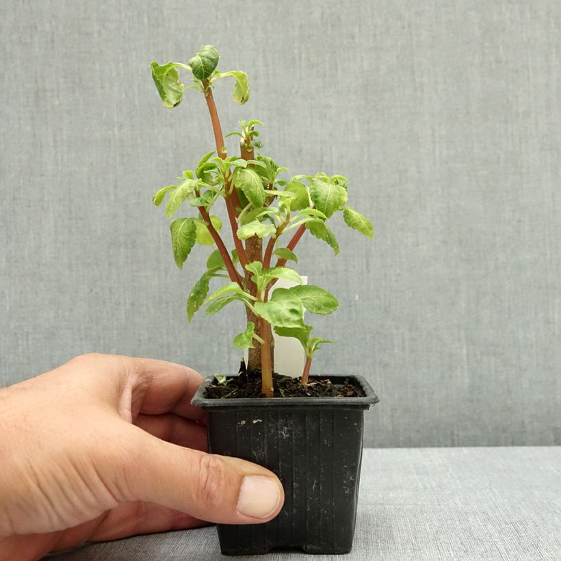 Impatiens niamniamensis 7/8 cm pot sample as delivered in summer