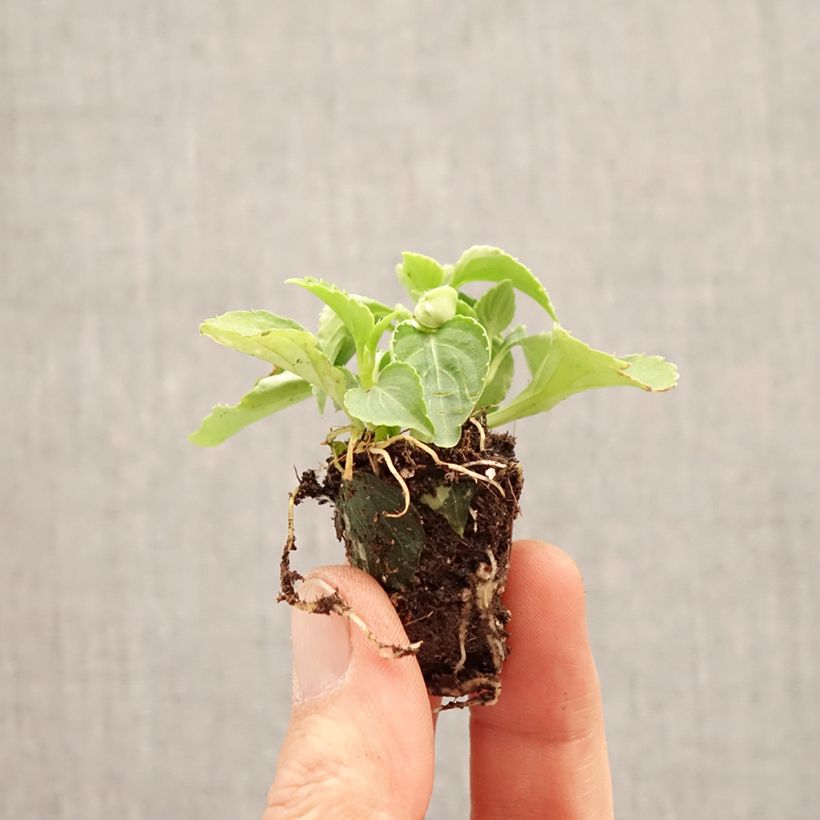 Impatiens walleriana Glimmer Appleblossom - Busy Lizzie Plug plant 3/4cm sample as delivered in spring