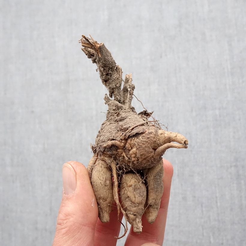 Incarvillea delavayi - Hardy Gloxinia Bulb size I sample as delivered in spring