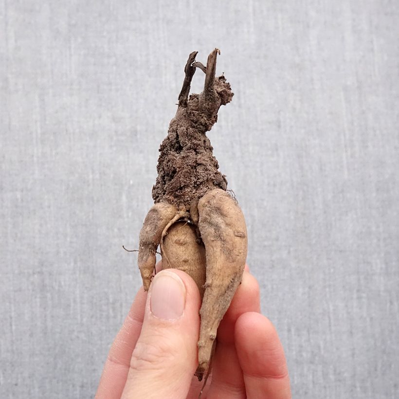 Incarvillea delavayi Snowtop - Hardy Gloxinia Bulb size I sample as delivered in spring