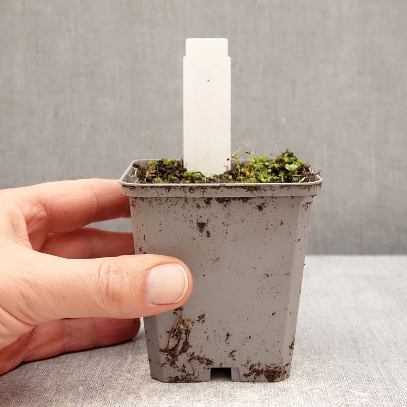 Incarvillea delavayi Snowtop - Hardy Gloxinia 8/9 cm pot size I sample as delivered in winter