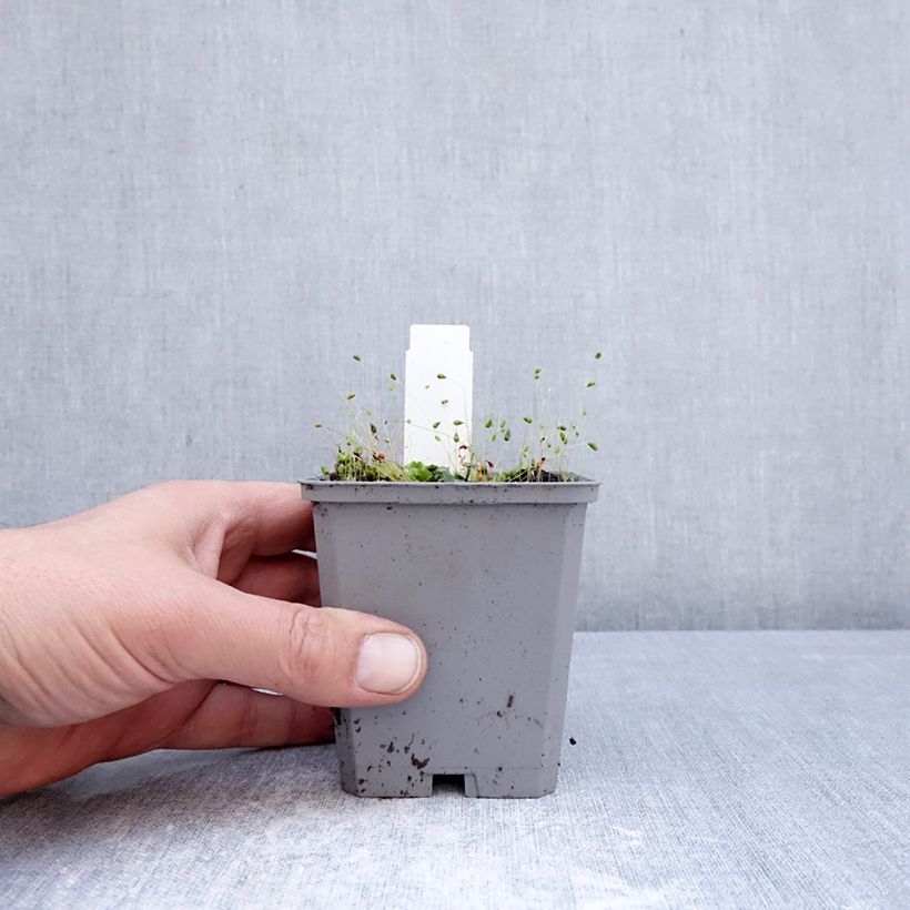Incarvillea delavayi Snowtop - Hardy Gloxinia 8/9 cm pot size I sample as delivered in spring