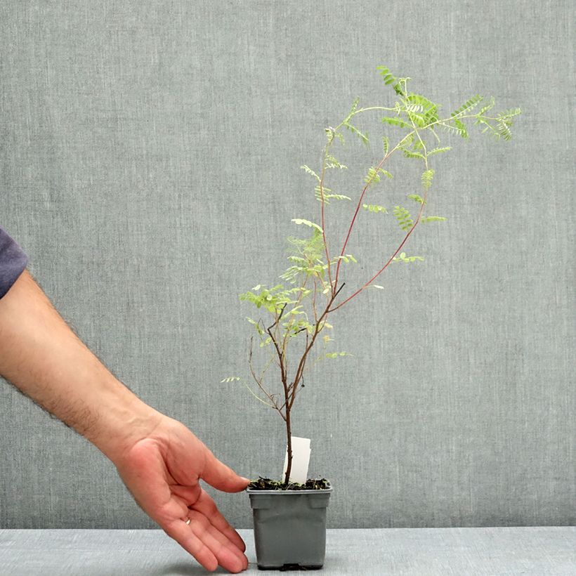 Indigofera heterantha 8/9 cm pot sample as delivered in summer