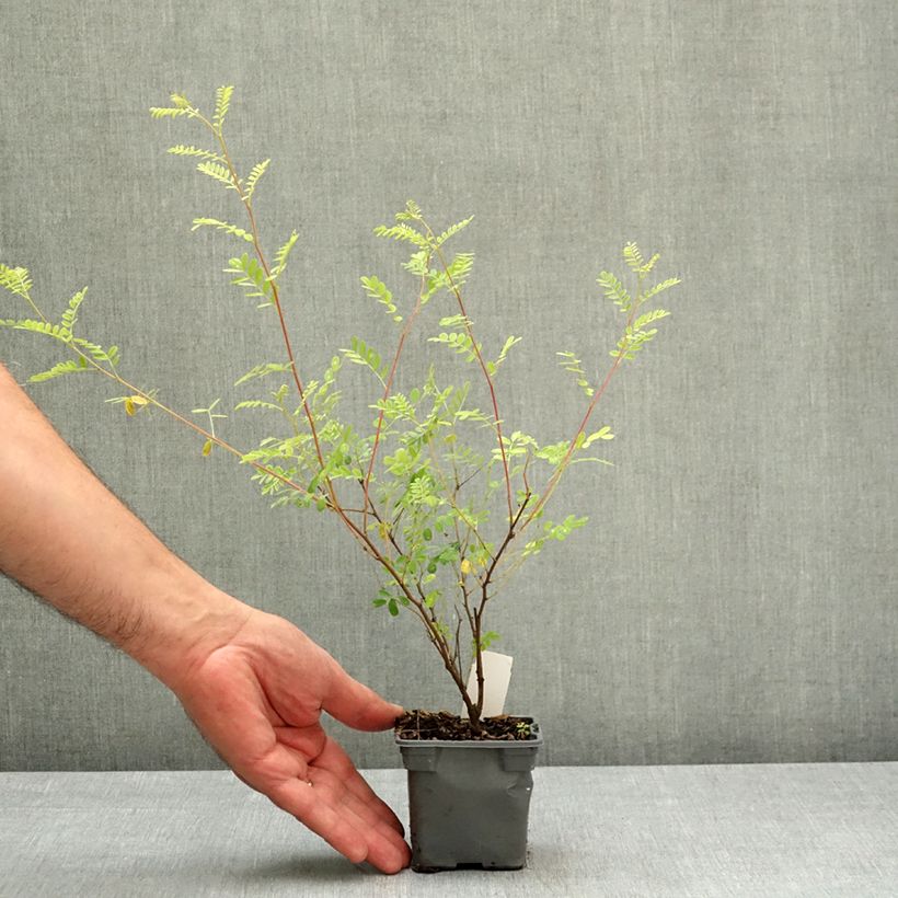 Indigofera heterantha 8/9 cm pot sample as delivered in spring