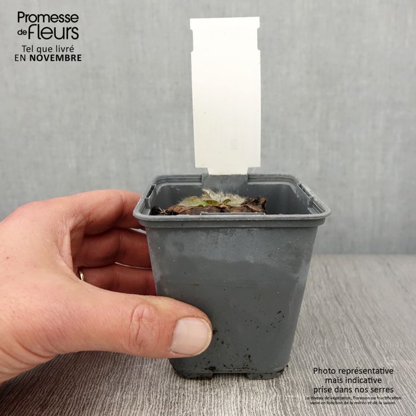 Inula rhizocephala  8/9 cm pot sample as delivered in autumn