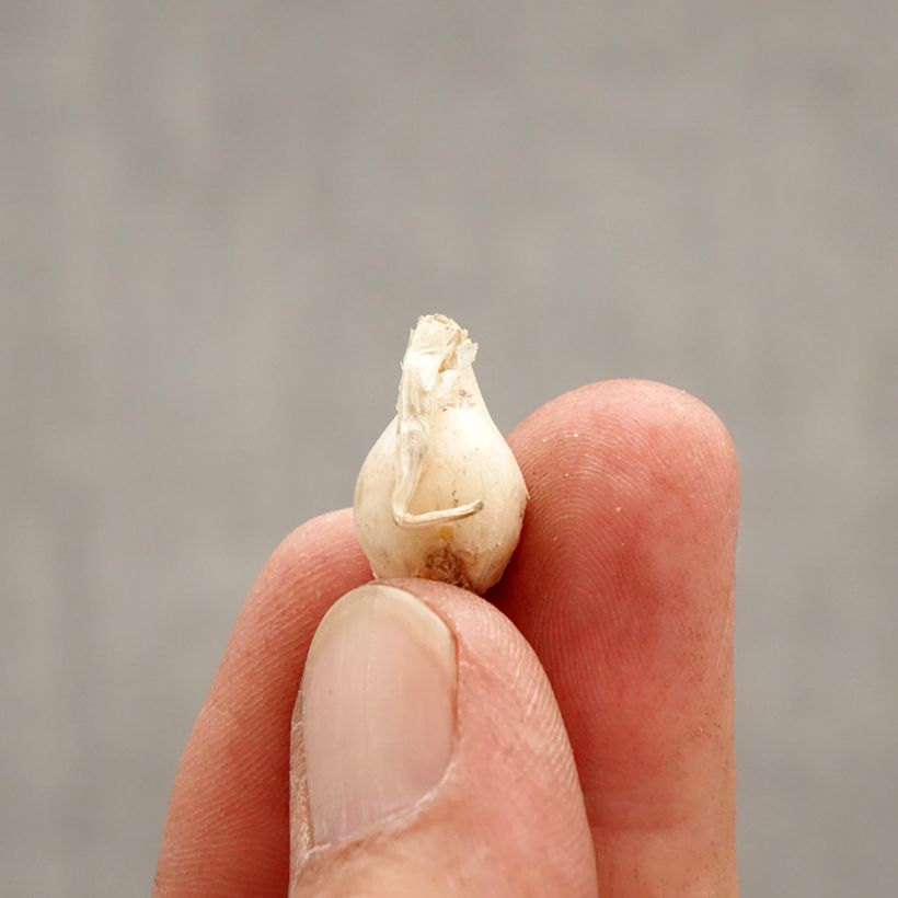 Ipheion uniflorum Alberto Castillo Bulb size I sample as delivered in spring