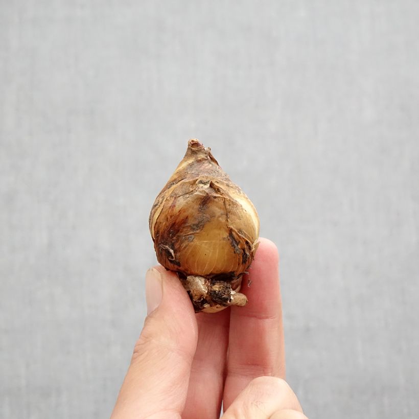 Iris aucheri  Bulb size I sample as delivered in autumn