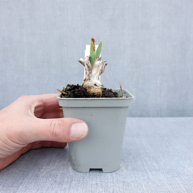 Iris Bedtime Story 8/9 cm pot sample as delivered in spring