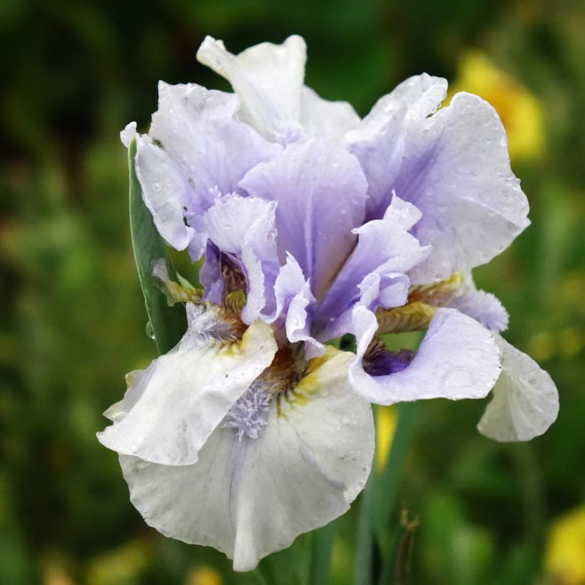 Iris Big Blue Eyes - Bearded iris (Flowering)
