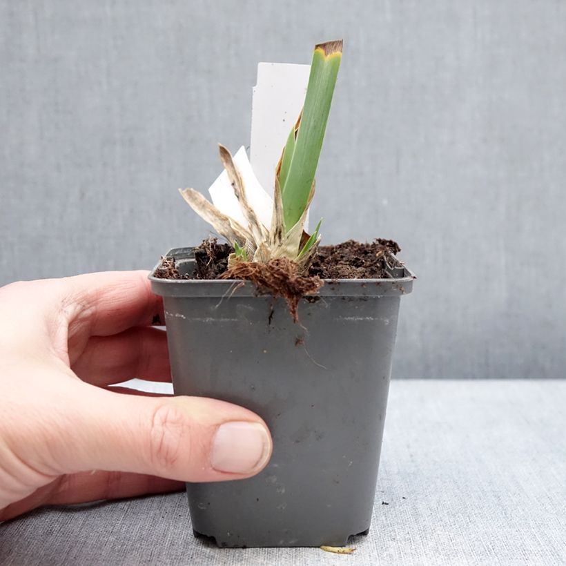 Iris Big Blue Eyes - Bearded iris 8/9 cm pot sample as delivered in winter