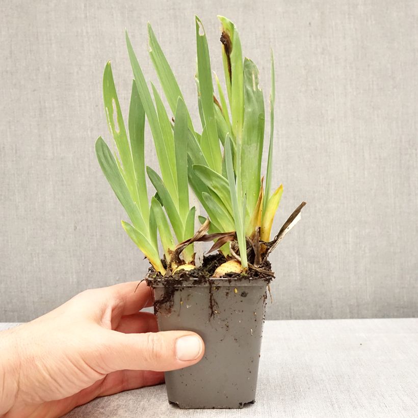 Iris Big Blue Eyes - Bearded iris 8/9 cm pot sample as delivered in spring