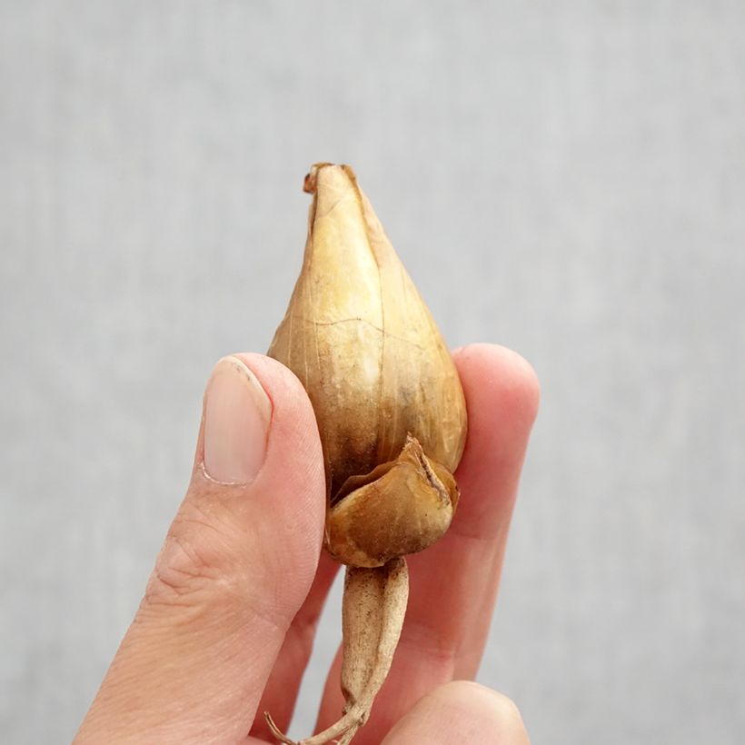 Iris bucharica Bulb size I sample as delivered in autumn