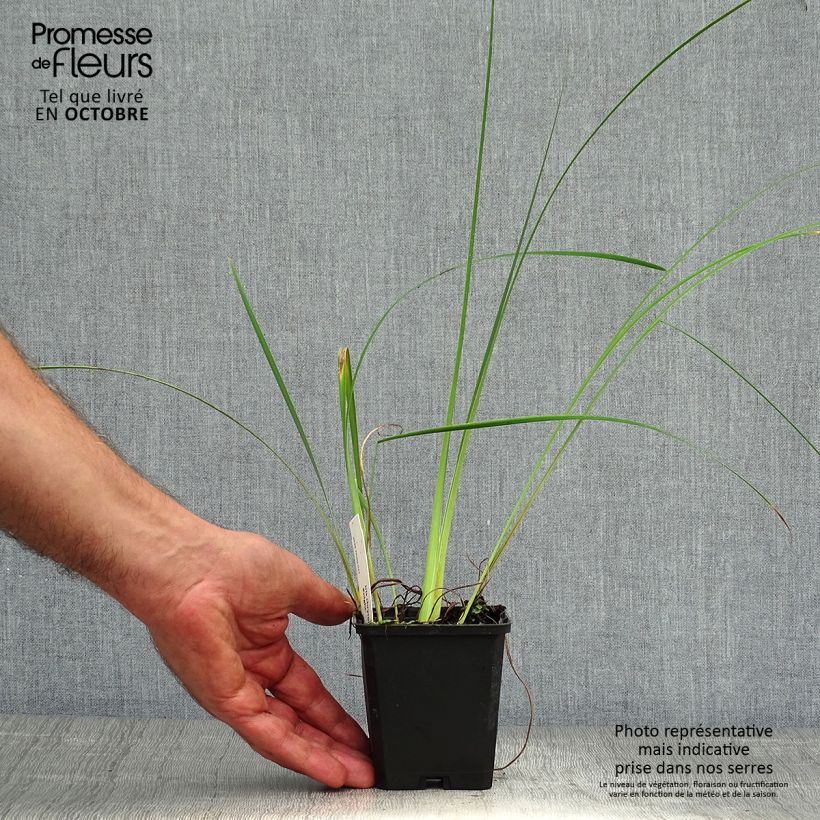 Iris chrysographes Black Knight - Black Iris 8/9 cm pot sample as delivered in autumn