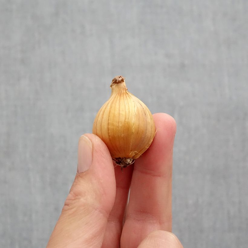 Iris x hollandica Apollo Bulb size 10+ sample as delivered in autumn