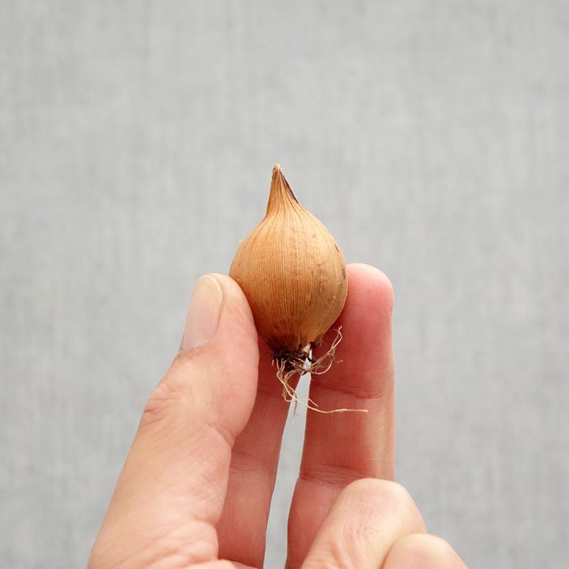 Iris hollandica Blue Magic - Dutch Iris Bulb size 8 sample as delivered in autumn