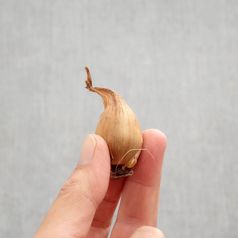 Iris x hollandica Bronze Queen Bulb size 8+ sample as delivered in autumn