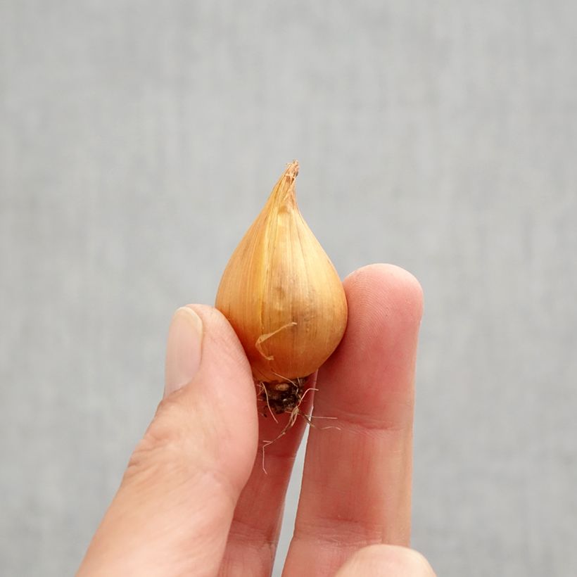 Iris hollandica Mix - Dutch Iris Bulb size 9+ sample as delivered in autumn