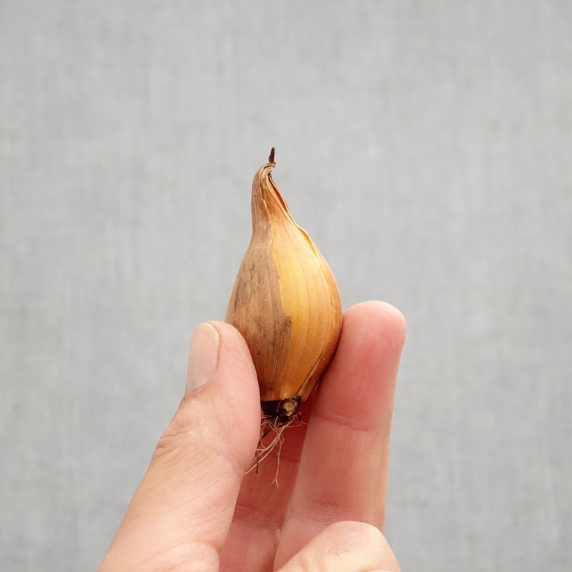 Iris hollandica Frans Hals - Dutch Iris Bulb size 8+ sample as delivered in autumn