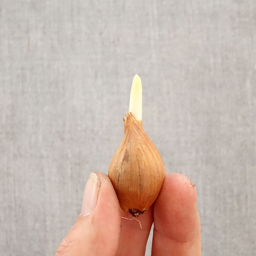 Iris hollandica HC van Vliet - Dutch Iris Bulb size 8+ sample as delivered in spring