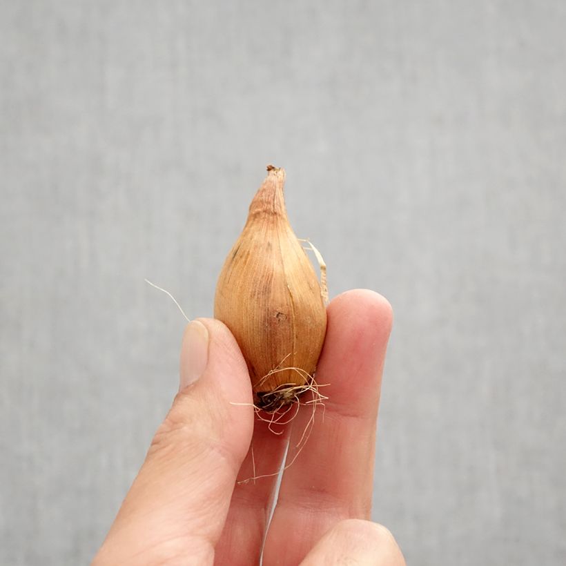 Iris x hollandica King Mauve Bulb size 8+ sample as delivered in autumn