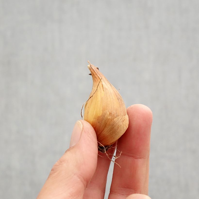 Iris x hollandica Professor Blaauw Bulb size 9 sample as delivered in autumn