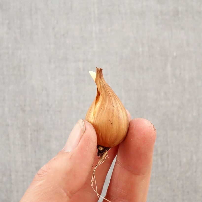 Iris x hollandica Rosario Bulb size 8+ sample as delivered in spring