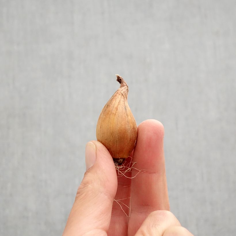 Iris x hollandica Sapphire Beauty Bulb size 8+ sample as delivered in autumn