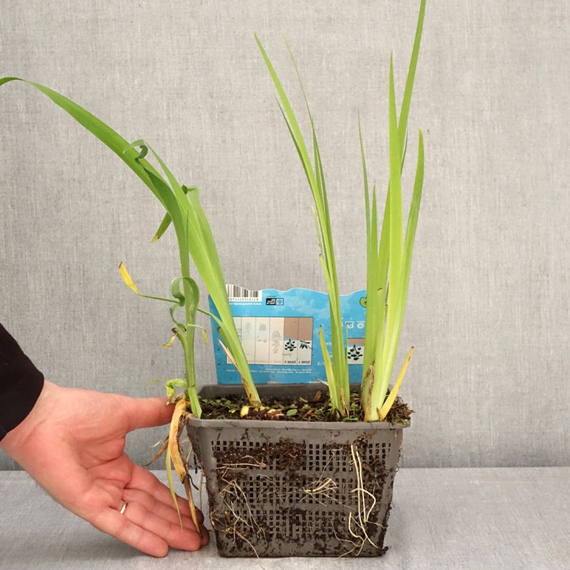 Iris louisiana Ann Chowning 1L/1.5L pot sample as delivered in spring
