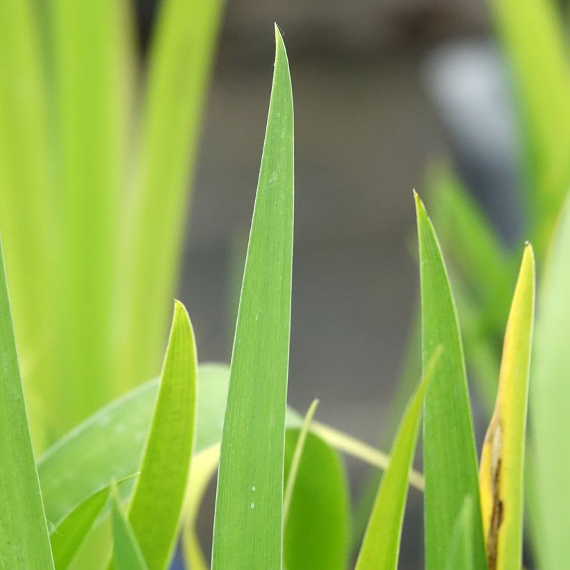 Iris louisiana Black Gamecock  (Foliage)