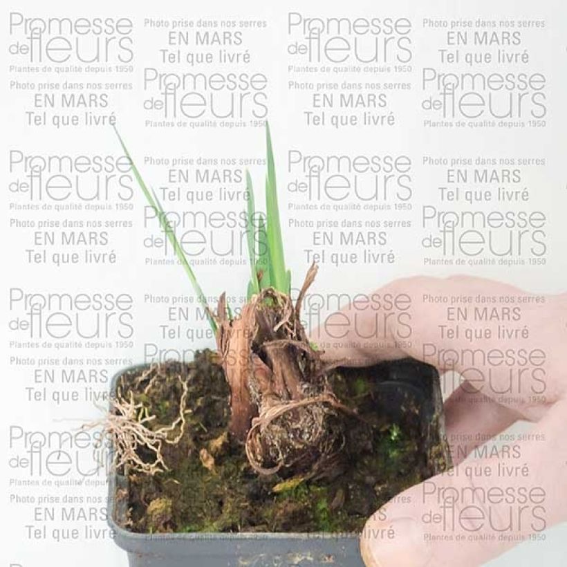 Example of Iris sibirica Dear Delight - Siberian Iris Bare root specimen as delivered