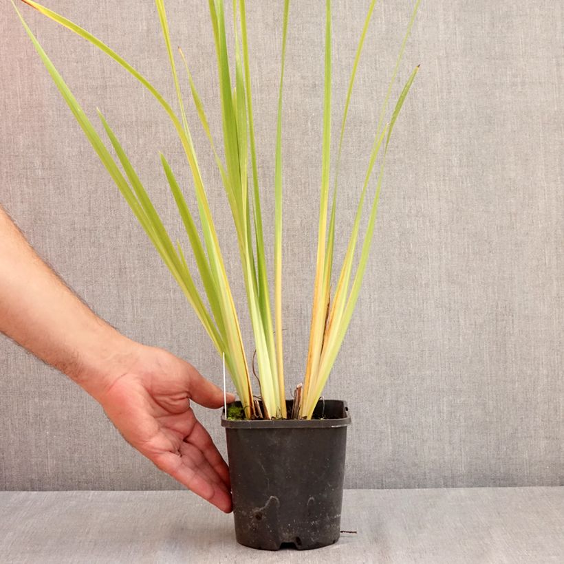 Iris sibirica Double Standard - Siberian Iris 1.5L/2L pot sample as delivered in summer