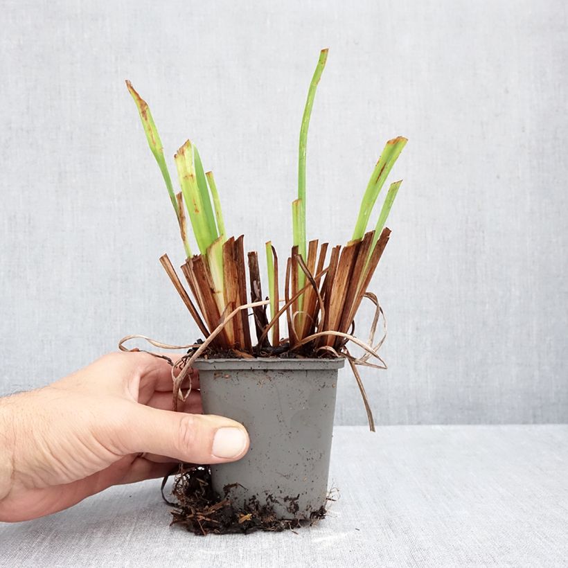 Iris ensata Sea of Amethyst - Japanese Water Iris 8/9 cm pot sample as delivered in autumn