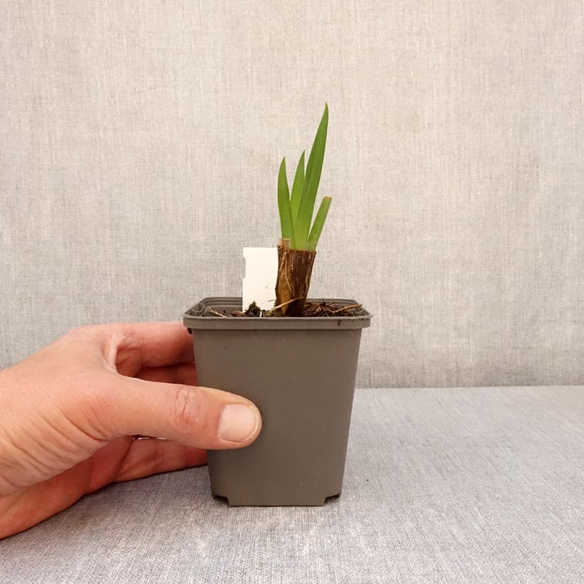 Iris ensata Sea of Amethyst - Japanese Water Iris 8/9 cm pot sample as delivered in spring